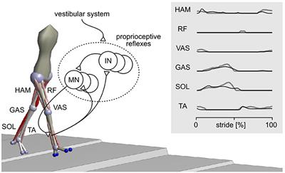 Evaluation of a Neuromechanical Walking Control Model Using Disturbance Experiments